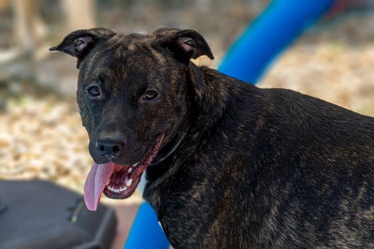 A Presa Canario with a dark brindle coat standing outdoors with its tongue out.