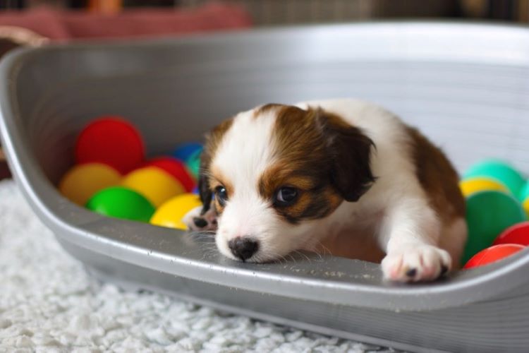 puppy-ball-pit