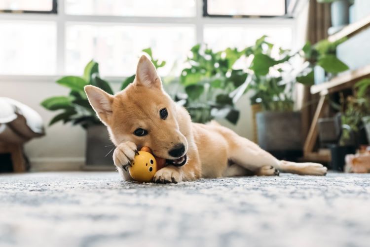 Shiba Inu puppy chewing on a chew toy safe for puppy teeth.