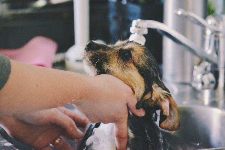 puppy-grooming-sink