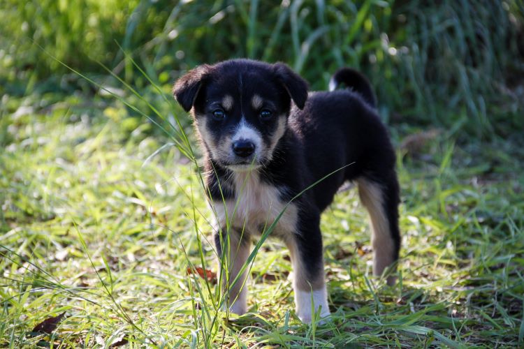 A cute black, tan, and white puppy needing a new dog name standing in nature by some tall grass in a ray of sun.