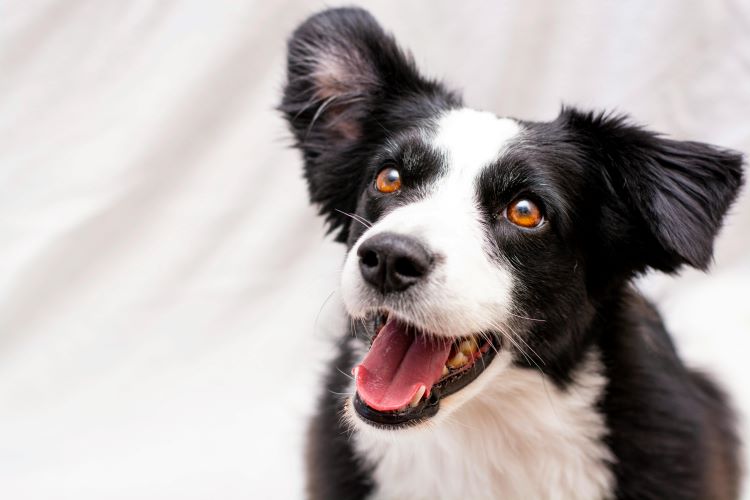 A black and white puppy looking up with a happy expression, mouth open.