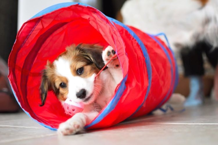 puppy-tube-toy
