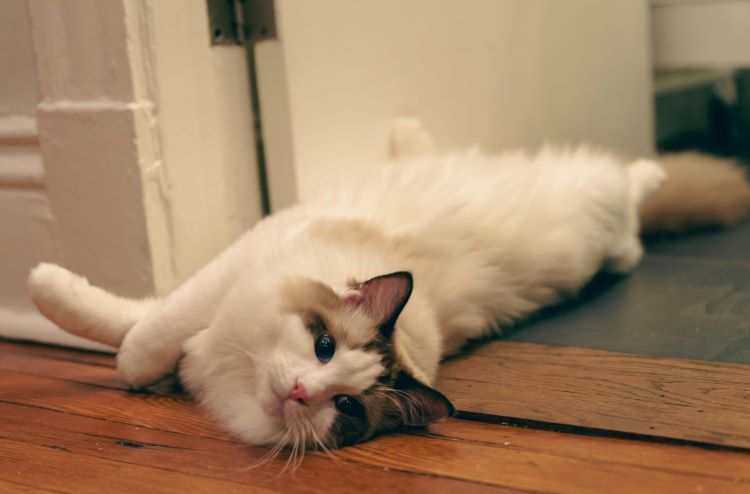 A Ragdoll cat doing the breed's trademark flop or going limp in a doorway.