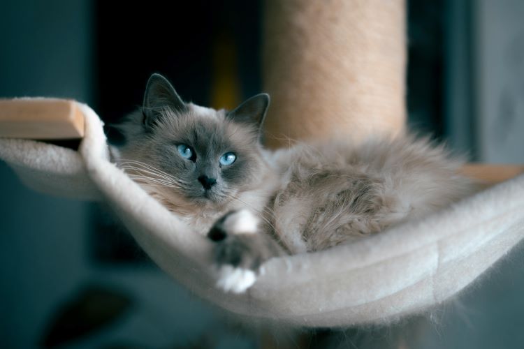 Ragdoll cat with a gray face and bright blue eyes laying lazily in a cat hammock.