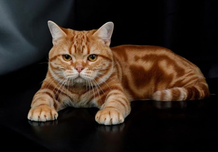 red-classic-tabby-american-shorthair-CDN-Markitts