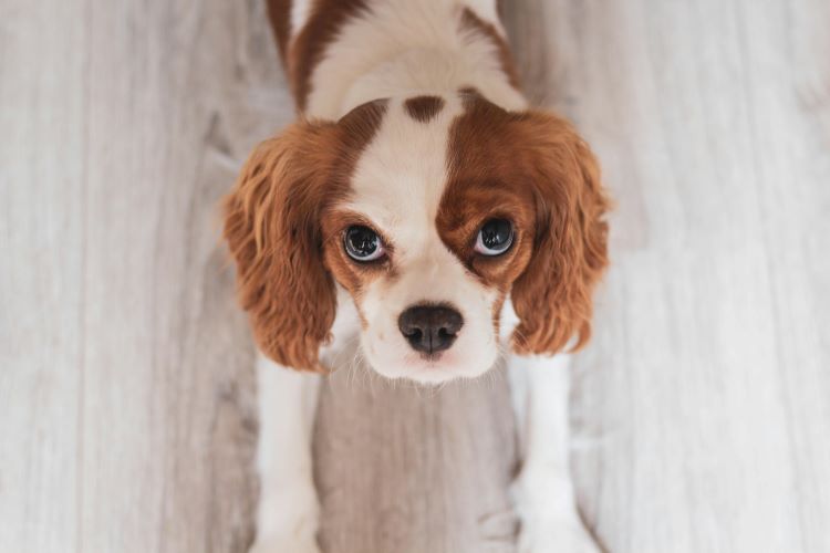Red and white Cavalier King Charles Spaniel with a shorter coat trimmed laying on the floor looking straight up.