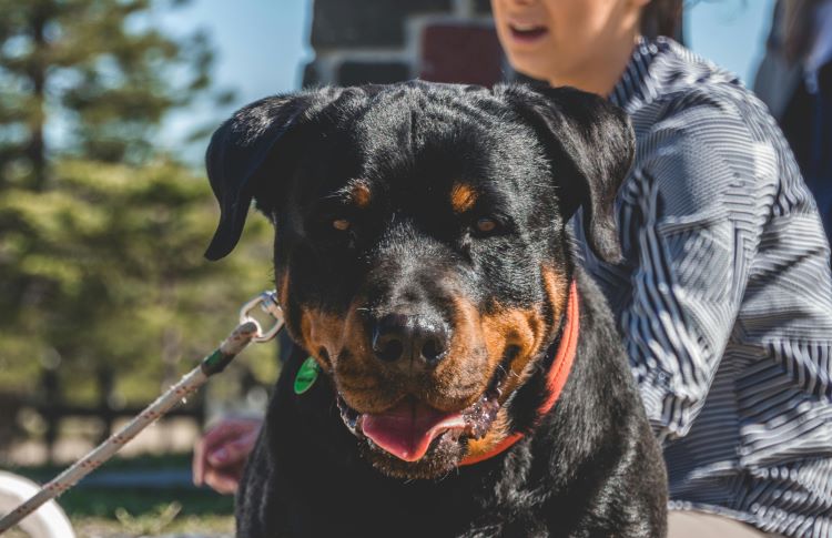 A Rottweiler face with distinctive brown markings on a black coat.