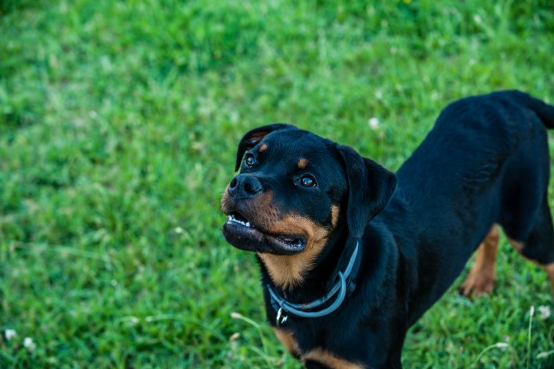 Rottweiler puppy looking up from green grass.