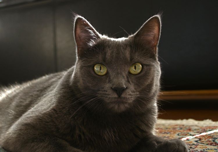 A Russian Blue cat with pale green and yellow tinted eyes laying on a rug looking forward.