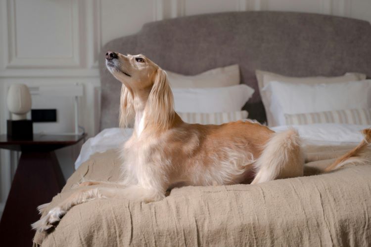 A Saluki dog with long fur laying on a bed looking up.