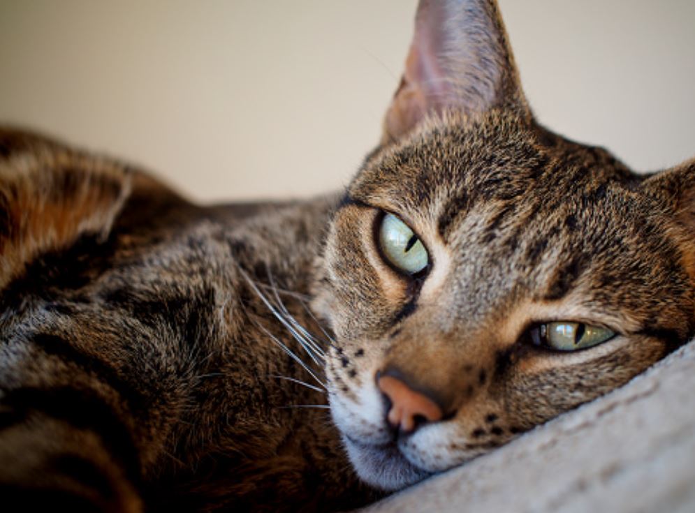 Close up of a large Savannah cat resting comfortably as one of the signs your cat loves you.