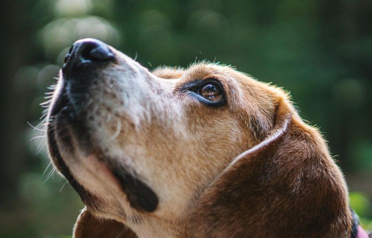 Senior pet beagle looking up outdoors.