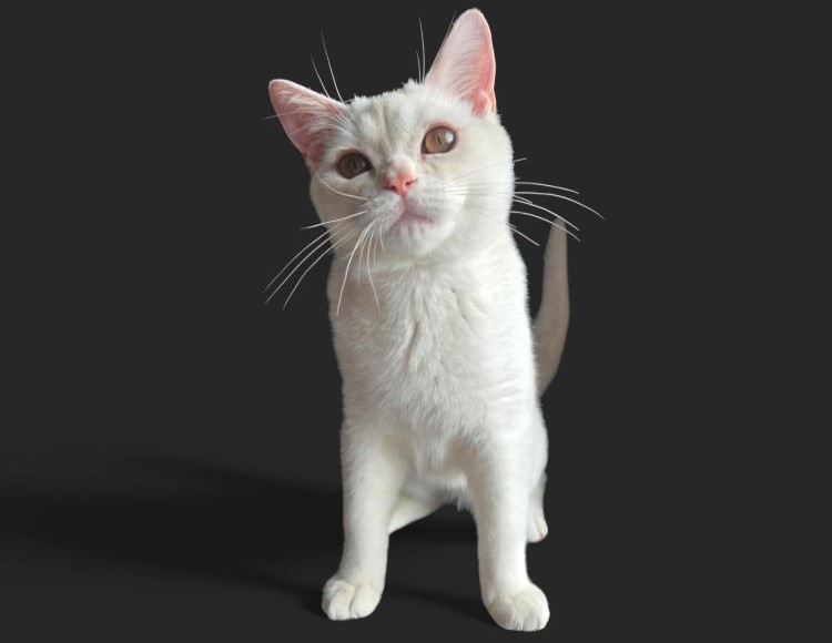 An American Shorthair male kitten with shaded cameo coloring on a black background looking forward. - Shaded Cameo CLOWNTOWNS 