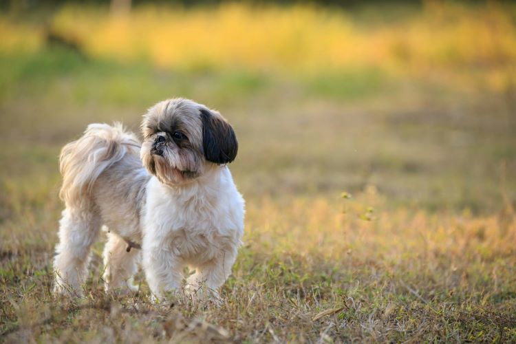 Shih Tzu standing outdoors on grass looking to the left.