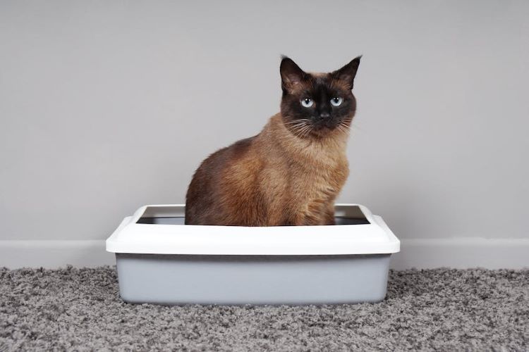 siamese-cat-litter-box