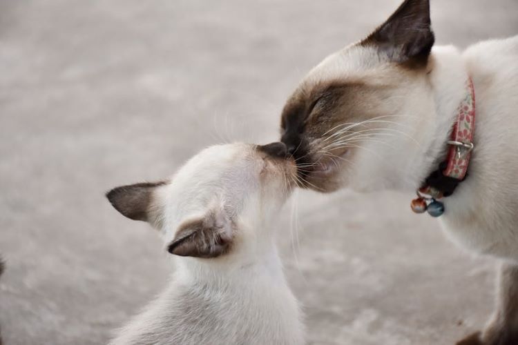 siamese-cats-touching-noses