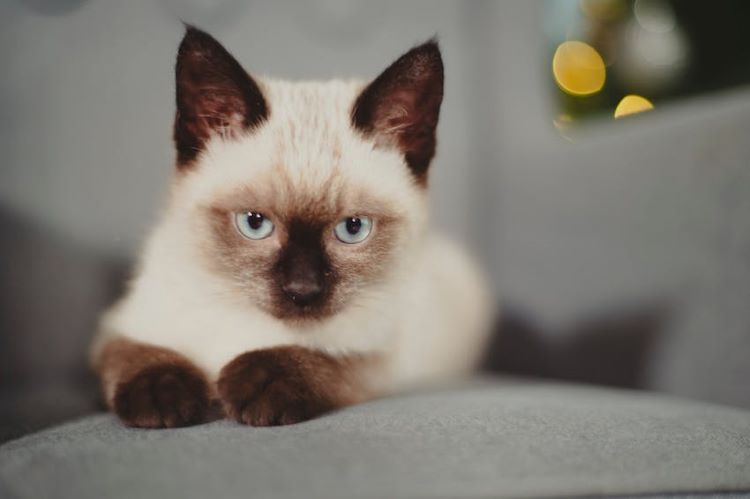 Close up of a Siamese cat kitten on a gray sofa.