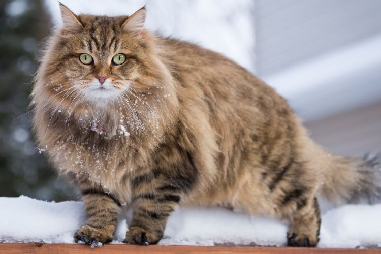 cards Siberian Cats: A Guide to the Centuries-Old Breed
