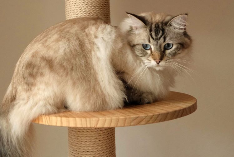 A Siberian cat laying on the ledge of a cat tree looking down.