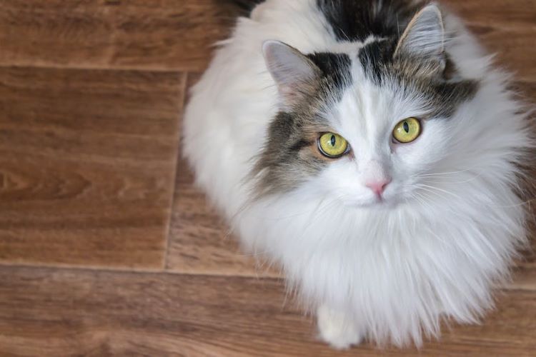 Fluffy siberian cat with yellow eyes sitting on a wood floor
