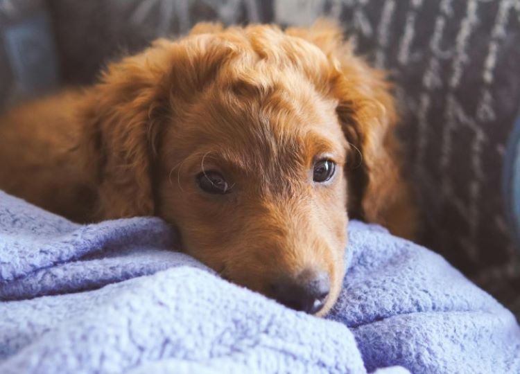 sick-puppy-blanket