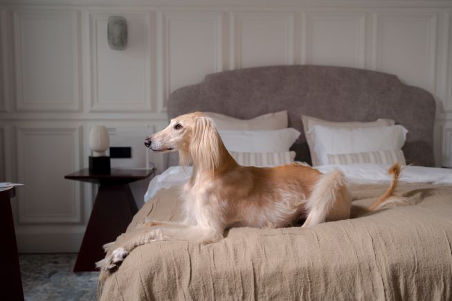 A long-haired Greyhound laying on a bed facing sideways.