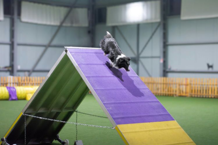 A small black and white dog running down a ramp at an indoor agility dog course.