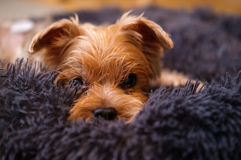 A small dog laying in a shaggy blanket.