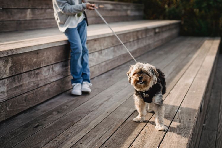 A small dog on a leash and harness walking with a child pet owner on a wooden boardwalk.