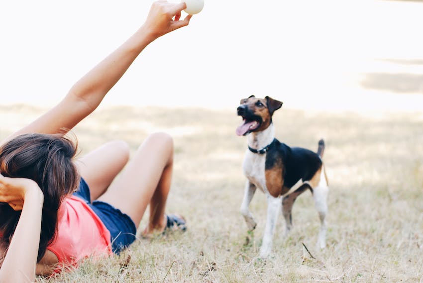 Small dog waiting for a ball in a field.