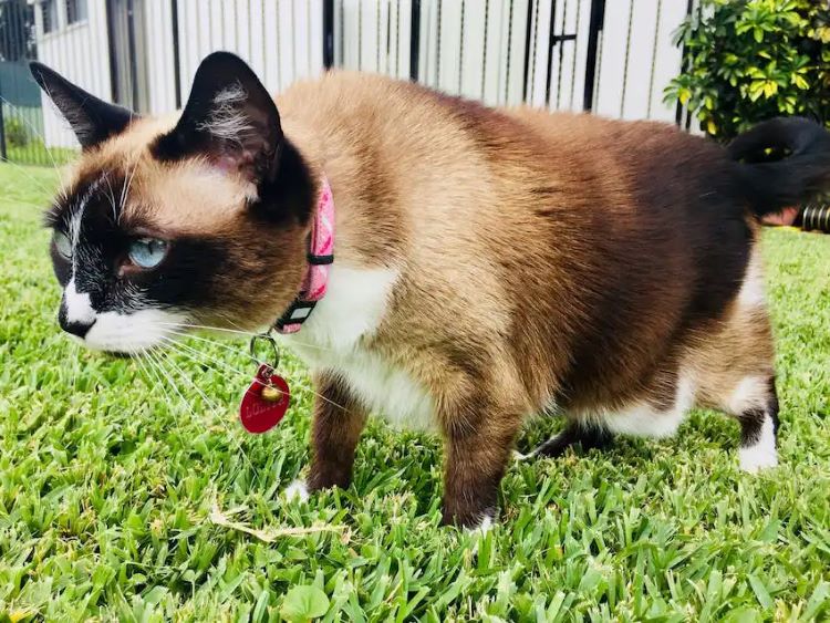 A snowshoe cat with a saggy belly walking outside on grass.