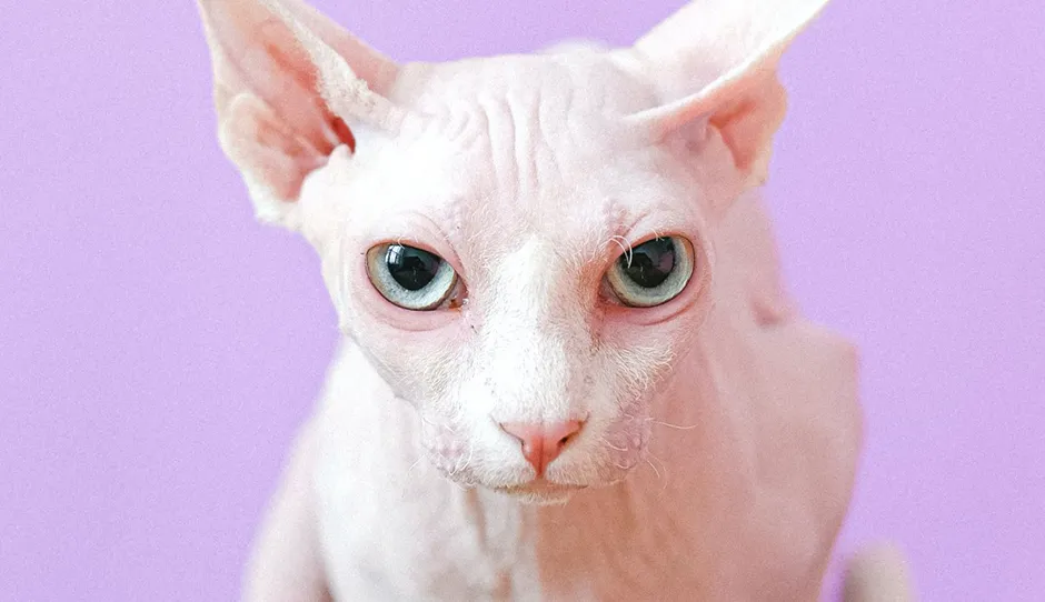 sphynx-cat-face-purple