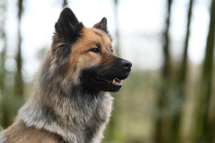 A spitz-type dog outdoors looking alert to the side, mouth slightly open.
