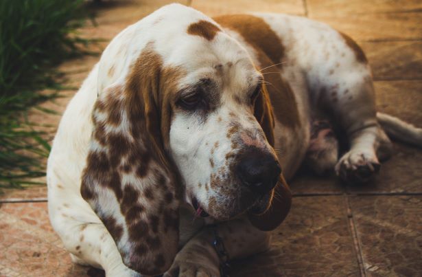 A sleepy brown and white Basset Hound laying down.