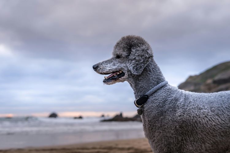 Side view of a Standard Poodle with short haircut wearing a grey collar standing on a beach.