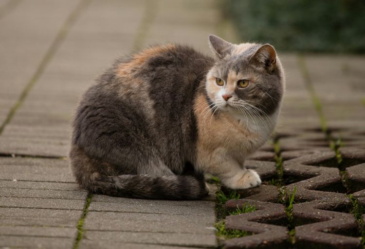 A stocky, round cobby cat with short legs sitting outdoors on a garden patio.