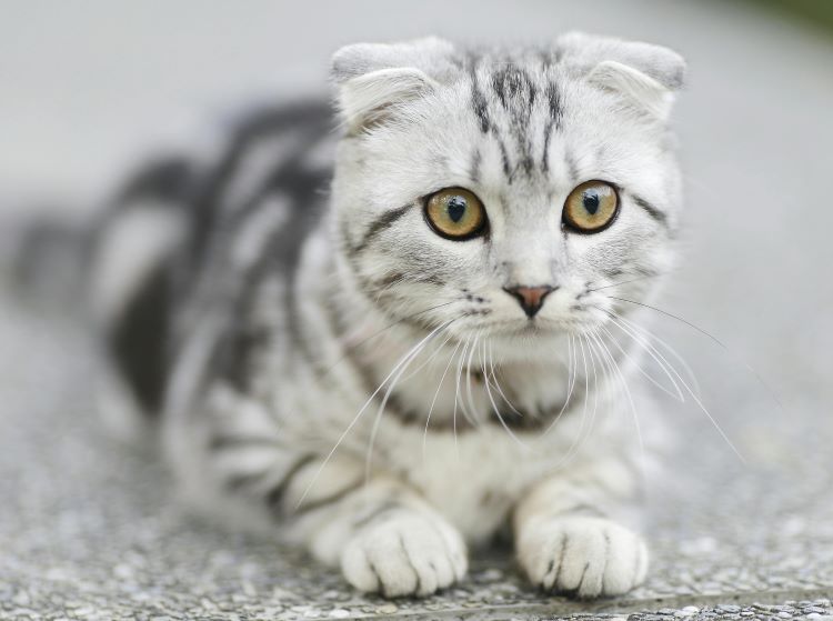 A striped gray Scottish fold cat crouched down and alert.