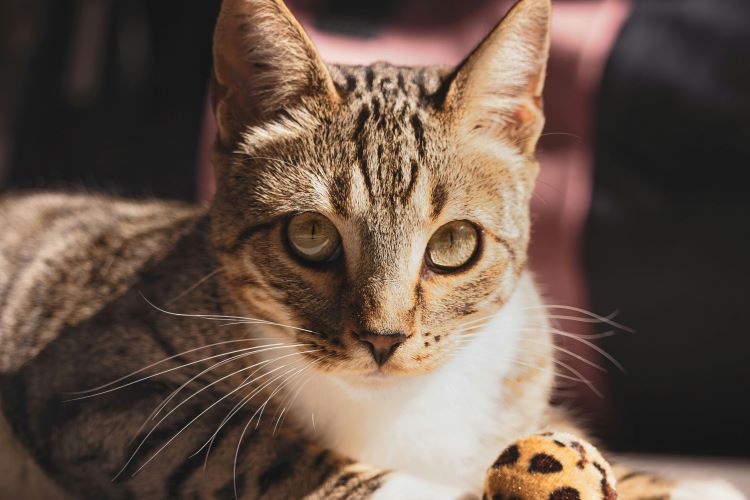 Close up of a Tabby cat with a leopard print toy in its paws.