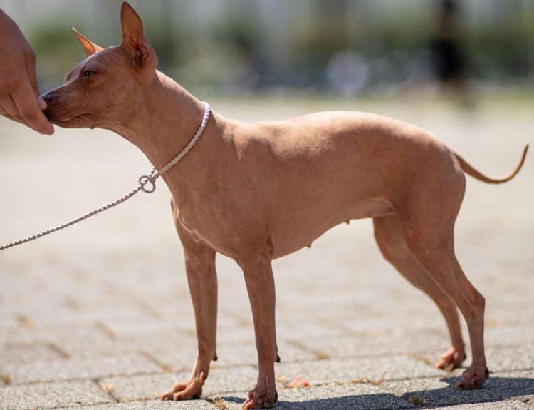 A small tan Xolo dog or Mexican Hairless eating out of someone's hand while on a leash outdoors.