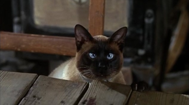 Still of the Siamese cat from The Incredible Journey.