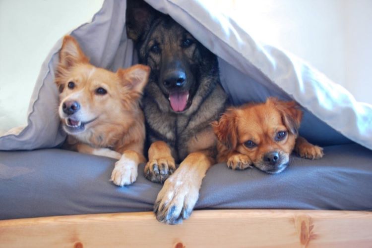 three-dogs-cuddling