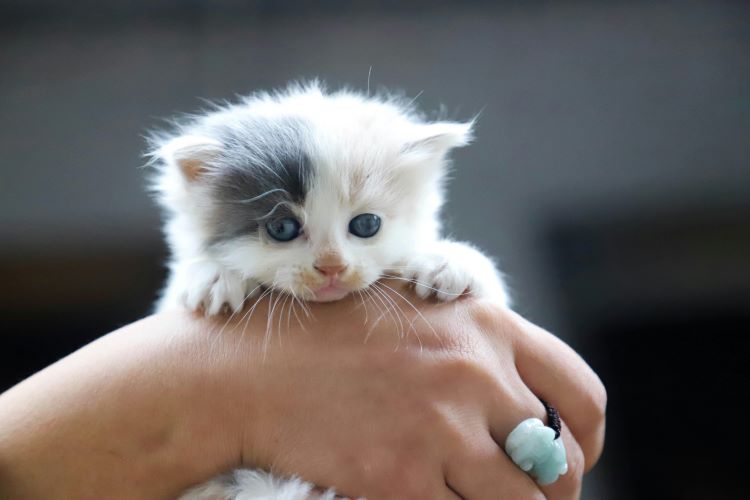 tiny-kitten-hand