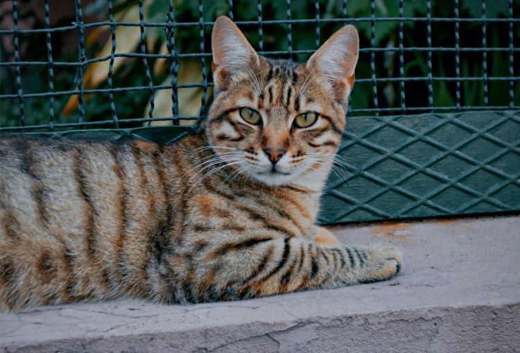 An expensive toyger cat laying outdoors by a fence showing the breed's trademark stripeed coat.