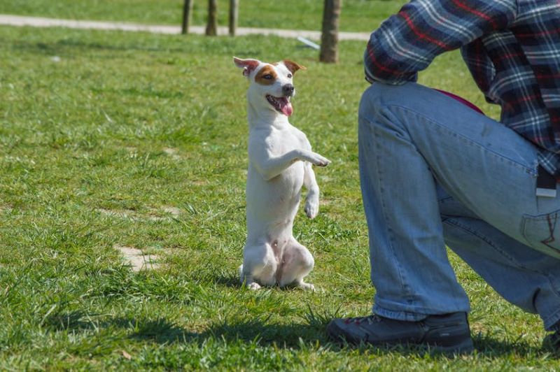 A Jack Russell Terrier sits up in front of a kneeling dog trainer outdoors.