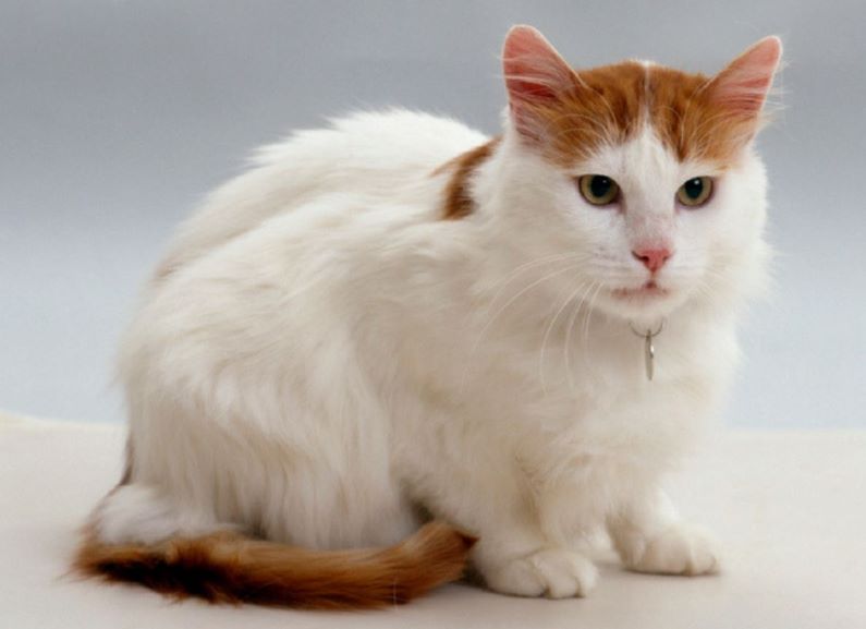 White and orange red Turkish Van.