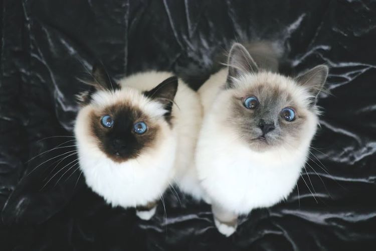 two-birman-cats-staring-up
