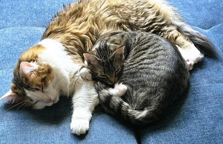 Two bonded cats cuddling on a blue surface as an example of how to tell if cats are bonded.