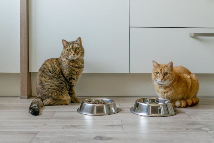 Two hungry cats with food bowls on the floor.