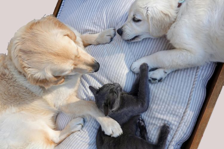 A labrador retriever and a puppy cuddle with a black cat on a bed.